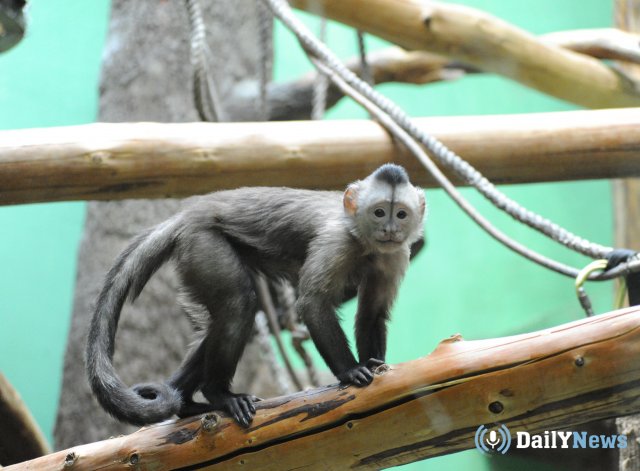 Рождение детеныша редкой обезьяны произошло в московском зоопарке