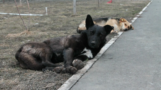 Новый закон об эвтаназии бродячих собак принят в Оренбуржье