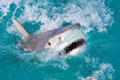 Турист в Британии лишился пальцев из-за нападения акулы