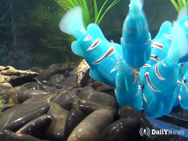 Первый аквариум с рыбами-роботами появился в России