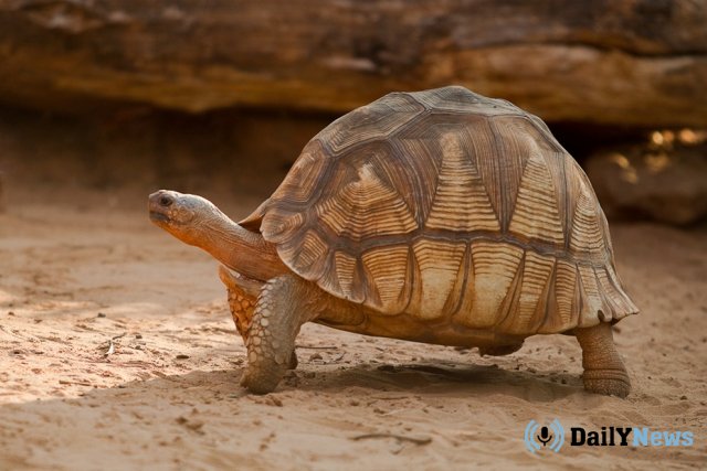 Американские ученые заявили о том, что черепахи находятся на грани вымирания