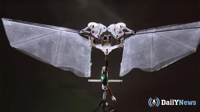 В Нидерландах создали муху-робота