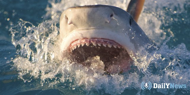 В Австрии туристка пострадала от нападения акулы
