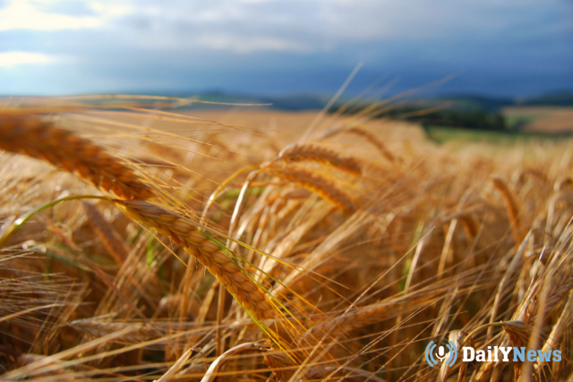 Российская пшеница как угроза для американских фермеров