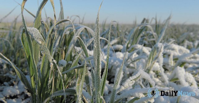 Снегопад в Бурятии привел к потере урожая