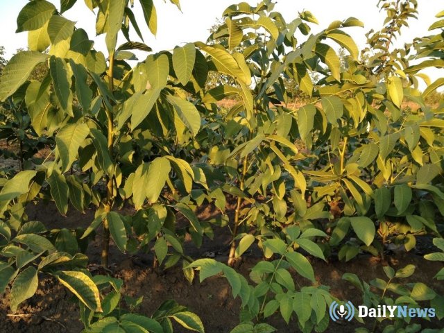 В Калининградской области появится первый ореховый сад
