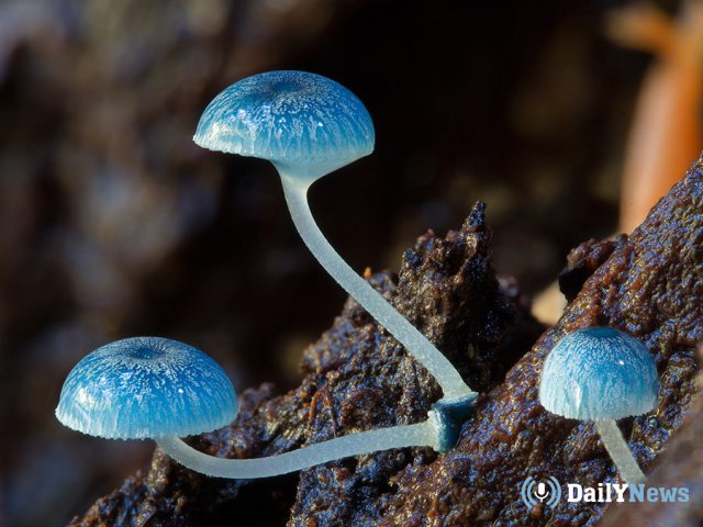 Микологи в Псковском заповоднике обнаружили редкие виды грибов