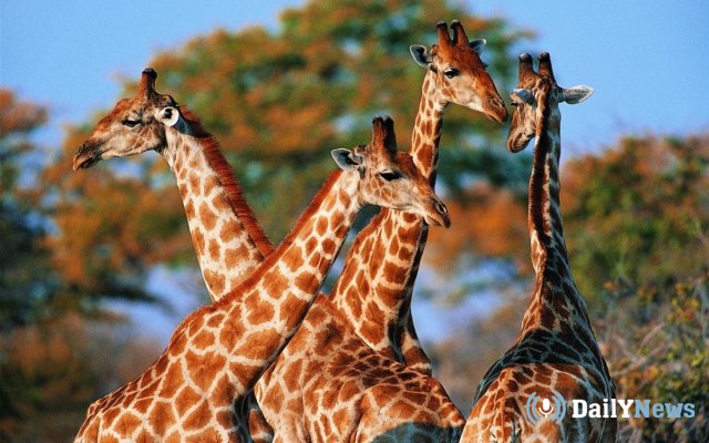 Американские и швейцарские ученые узнали, что окраска жирафов передается им по наследству от матери