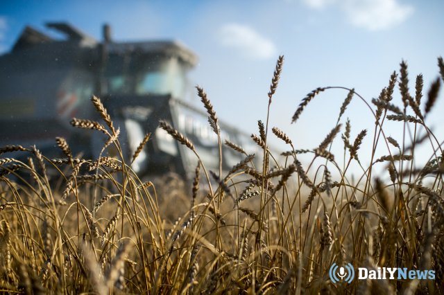 Представители правительства России сообщили о том, что намерены продать 1,5 млн тонн зерна.