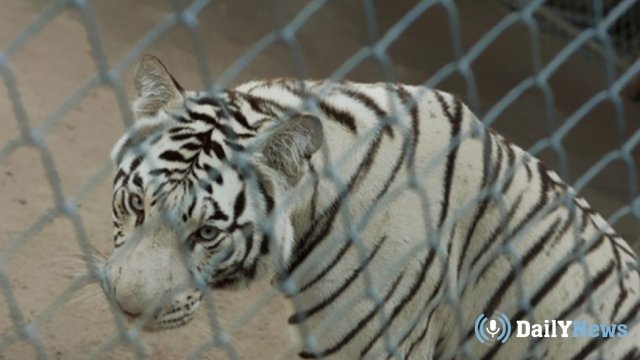 В Японском зоопарке произошел трагичный случай