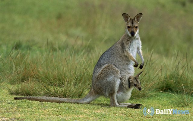 Ученые поделились новыми фактами о происхождении кенгуру