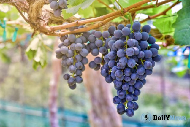 В Башкирии планируют заняться выращиванием сортов винограда, устойчивых к морозам