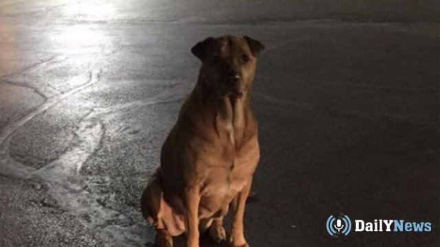 Хитрая собака была замечена возле местного "Макдоналдса" в Оклахоме