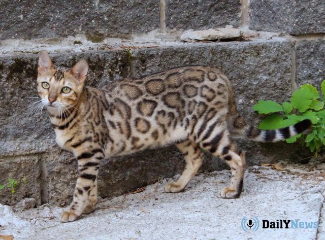 В Московском Зоопарке появился редкий представитель семейства кошачьих