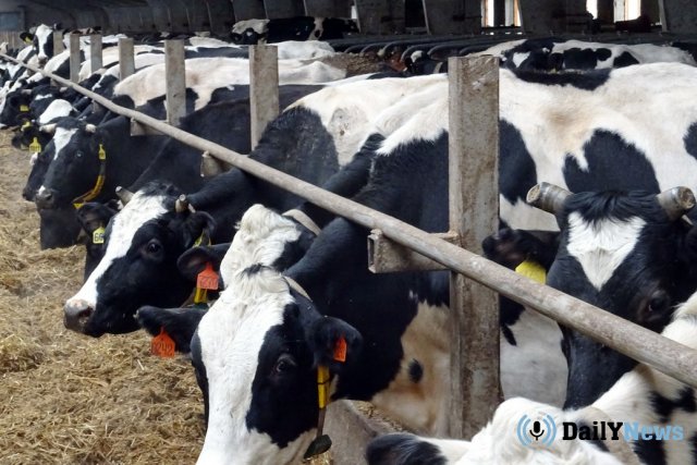 В Воронежской области планируется создание ферм, которые займутся органическим животноводством