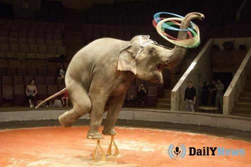 В Америке, в штате Нью-Джерси, сообщили о запрете выступления в цирке животных