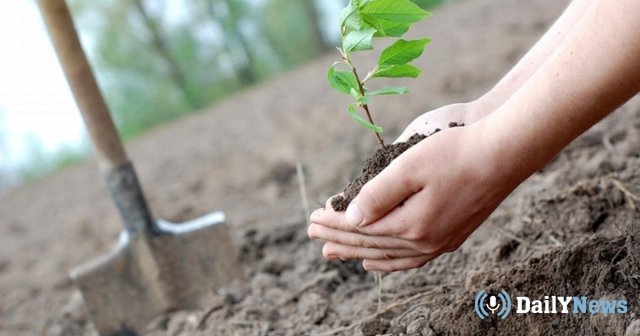 В 2019 году в столице России стартует эко-программа «Наше дерево»