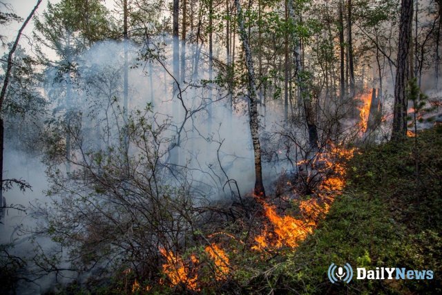 В Якутии осудили мужчину, по вине которого сгорел лес