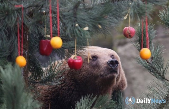 В зоопарке "Роев Ручей" для медведей украсили ёлку съедобными украшениями
