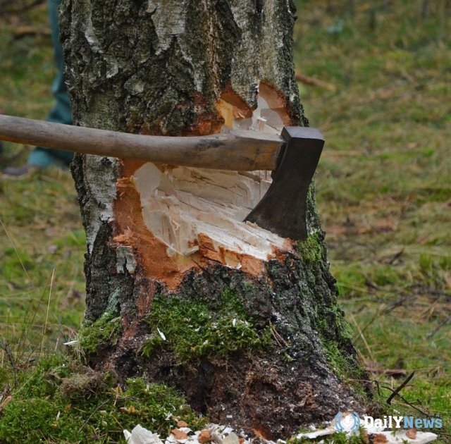 Тюменские ученые предложили способ, определяющий незаконную вырубку лесных деревьев