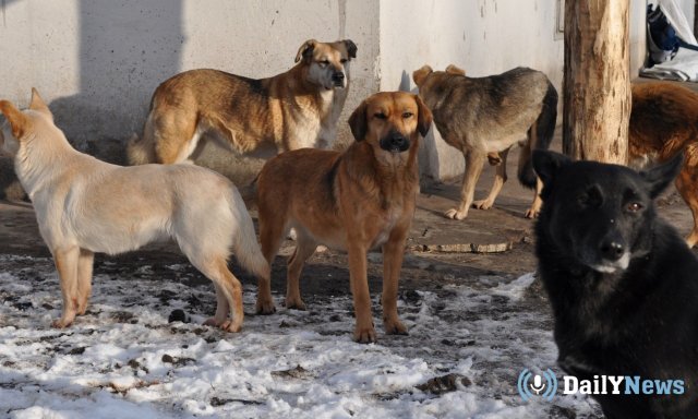 В Томске ведется борьба с агрессивными уличными собаками