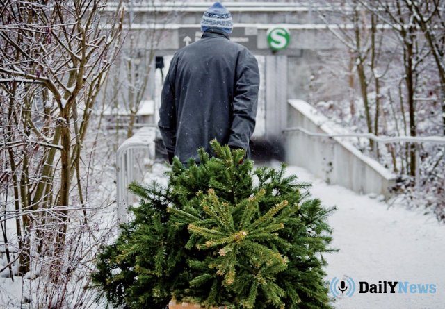 В Иркутской области мужчина украл новогоднюю ёлку