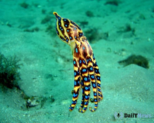 У берегов Австралии девочка выловила ядовитых осьминогов