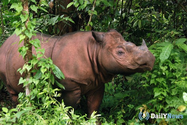 Носороги в Индонезии находятся под угрозой вымирания