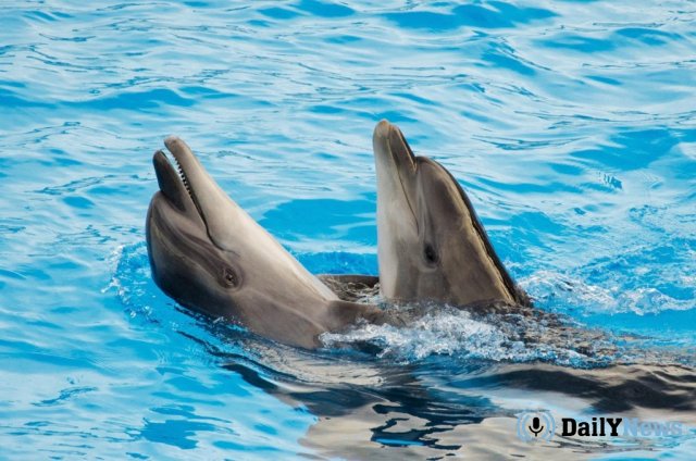 Удивительный случай с дельфинами произошел на Багамах