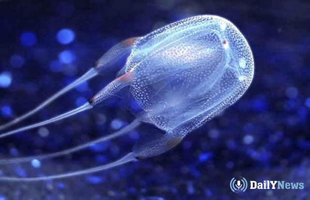 Опасные медузы атакуют людей у берегов Квинсленда