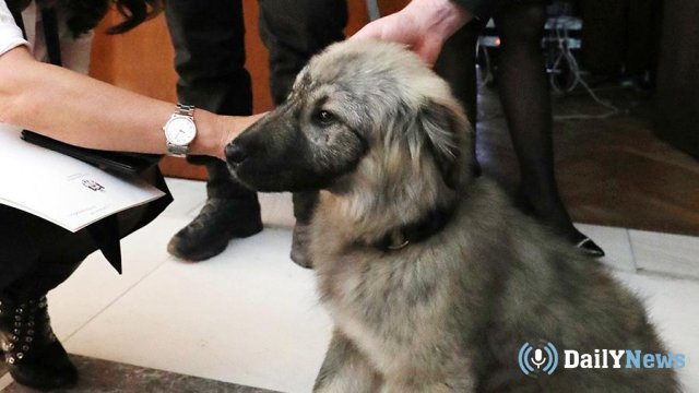 Президент Сербии Александр Вучич подарил Путину собаку
