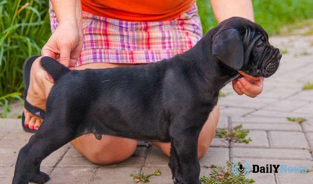 Собака в Воронежской области родила 19 щенков