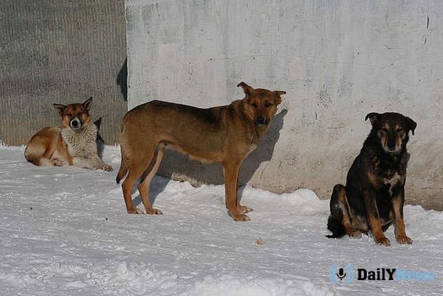 В селе Тамбовской области решается вопрос об отлову бродячих псов