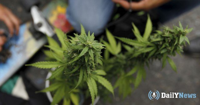 В Бельгии решается вопрос о легализации марихуаны в медицинских целях
