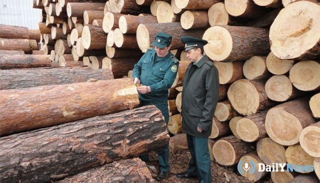 Матвиенко выступила с предложением узаконить экспорт леса из России