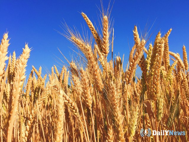 В Тамбовской области планируется увеличить урожай зерна