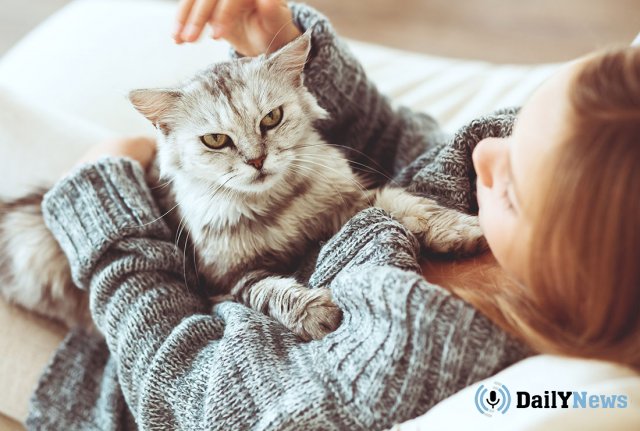 Ученые рассказали, что домашние кошки копируют поведение своих хозяев