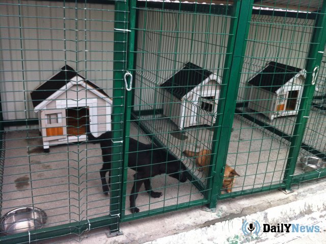 В Магаданской области появился новый питомник для бродячих собак