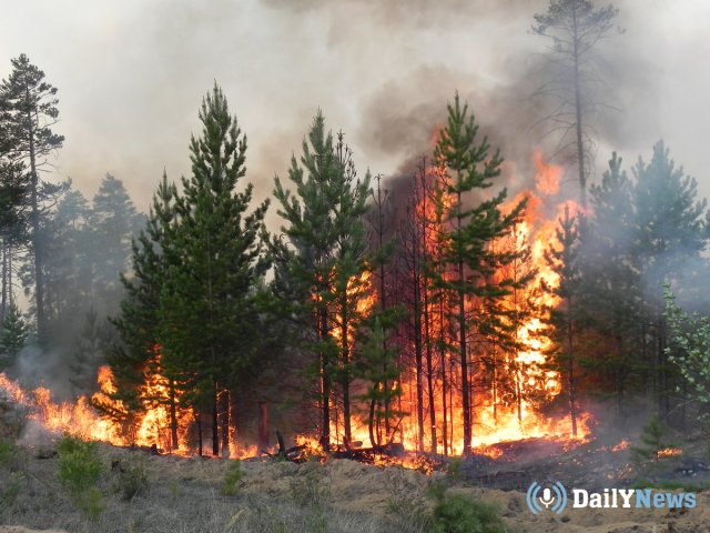 В Китае произошел крупный лесной пожар