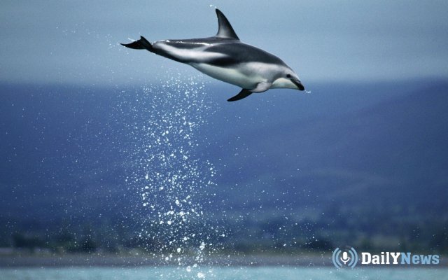 Глобальное потепление является угрозой для жизни дельфинов