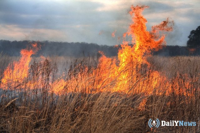 Житель Тамбовской области сгорел во время пала травы