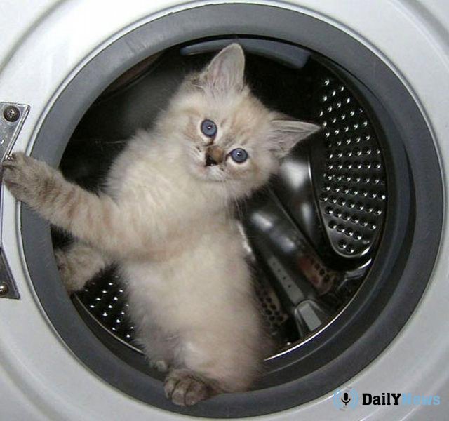 Котенок из Австралии едва не погиб в стиральной машинке
