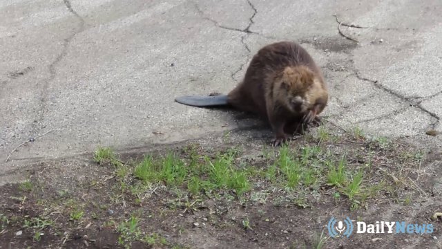 Жительница Рязанской области стала жертвой, напавшего на неё дикого животного