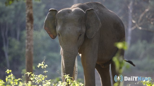 Слон насмерть убил нескольких жителей Индии