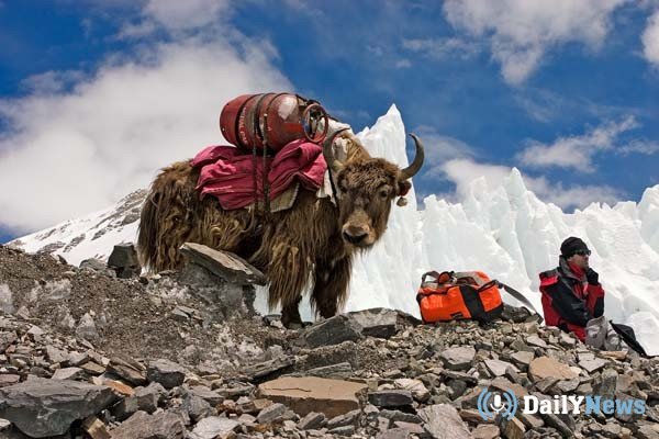 Массовая гибель яков зафиксирована в Гималаях