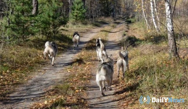 Жители села Липецкой области пожаловались на агрессивных диких собак
