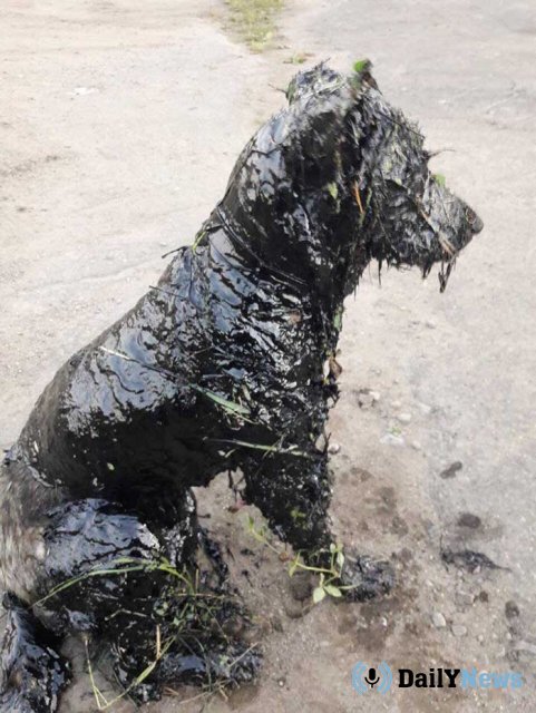 В Биробиджане спасли собаку, упавшую в битумное болото