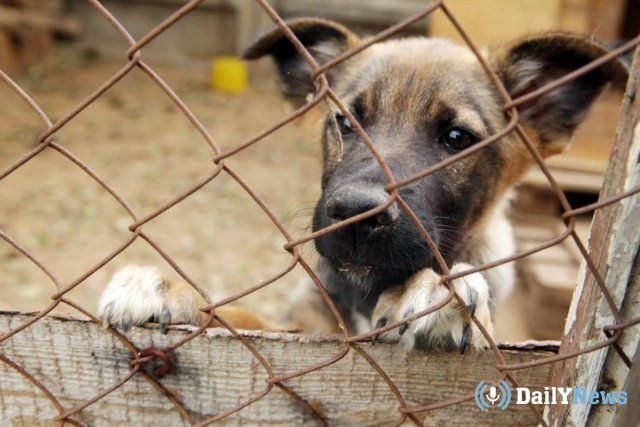 В Амурской области будут внесены поправки к закону о безнадзорных животных