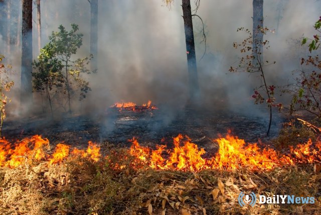 В Забайкалье состоялись рейды по выявлению поджигателей лесов