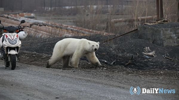 Медведицу, гулявшую по улицам, поймали в Норильске